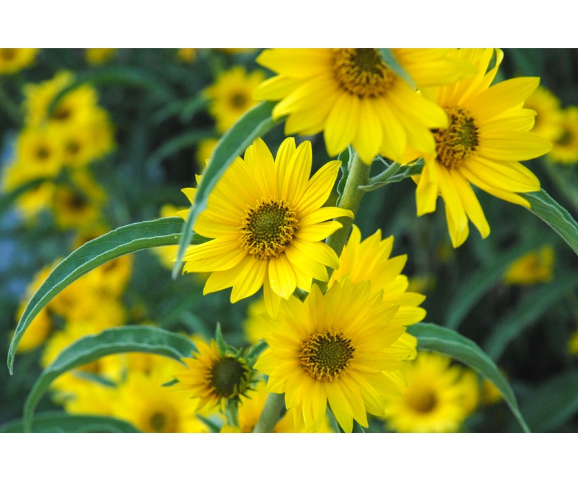 Maximilian Sunflower